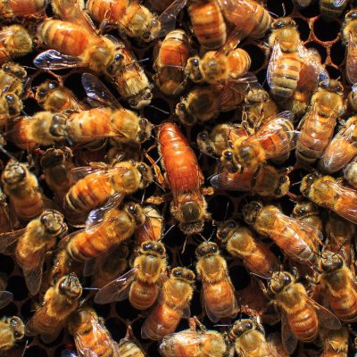 queen-honey-bee – naturesnectarrawhoney.com