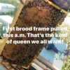 Nucleus Hives