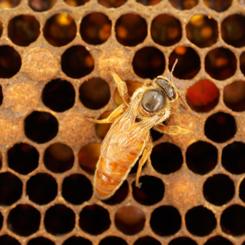Bees and equipment